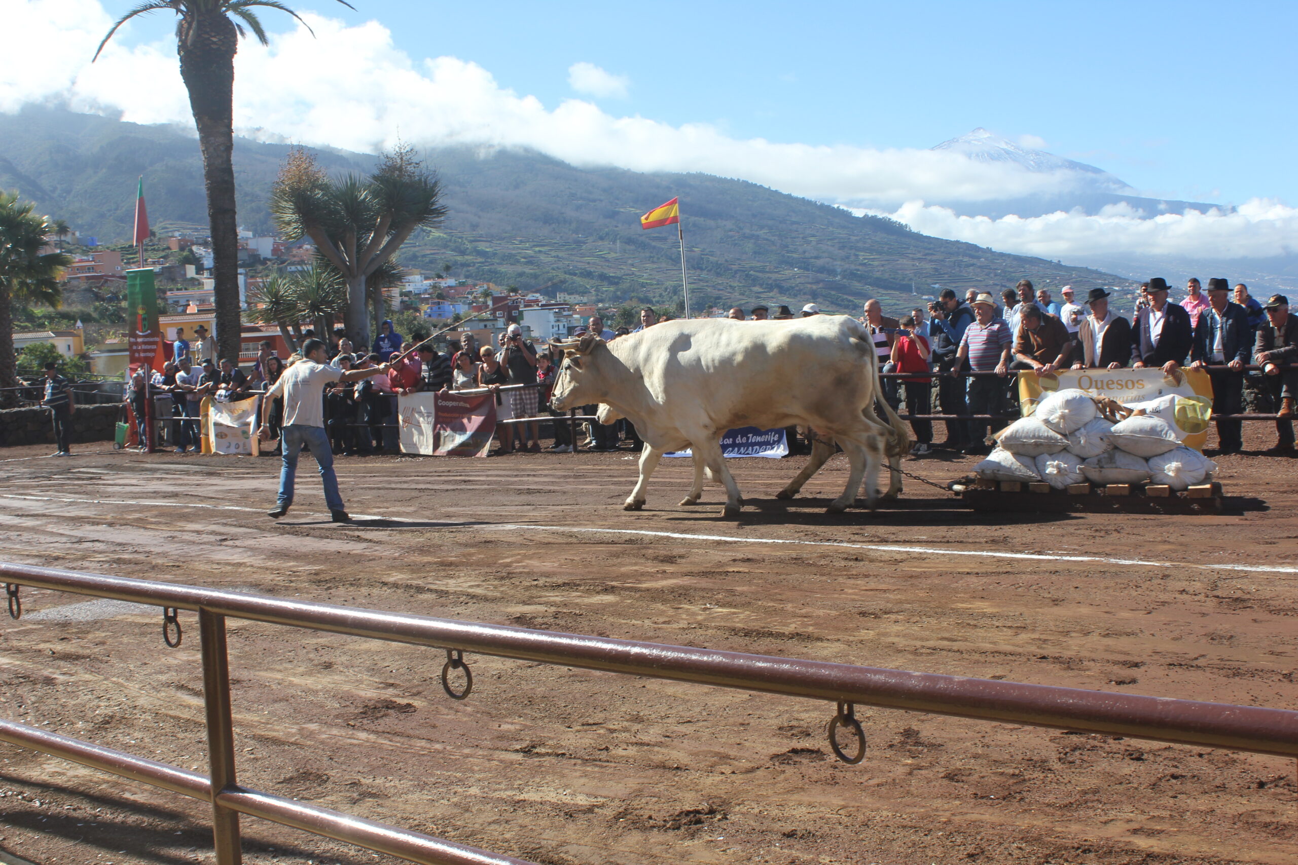El Concurso de Arrastre Fundación Tenerife Rural vuelve a La Matanza
