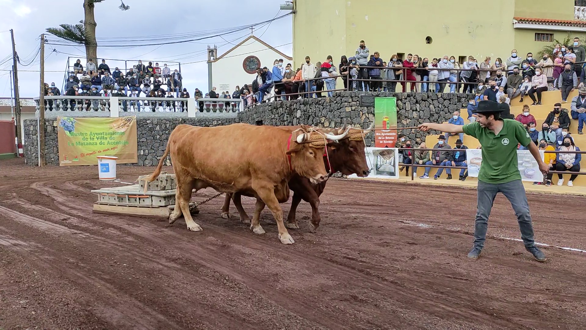Los toros de Ayoze Melián, los más rápidos de la segunda prueba del Concurso de Arrastre Fundación Tenerife Rural
