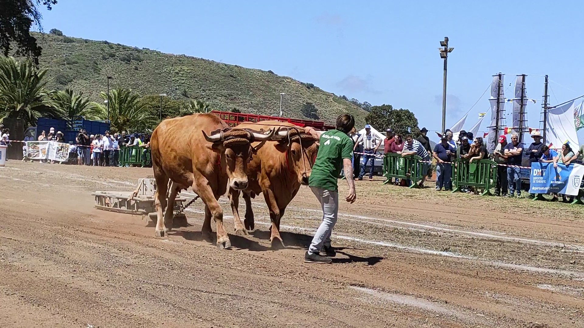 El Concurso de Arrastre de Ganado Fundación Tenerife Rural volvió a deleitar al público de Tegueste